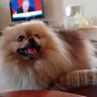 سگ پامرانین