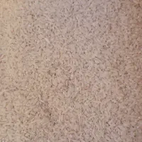 سرلاشه طارم هاشمی