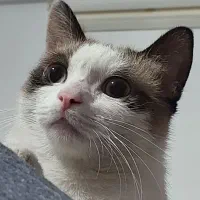 گربه واگذاری