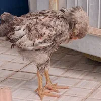 مرغ