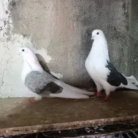 کبوتر زینتی پشتی