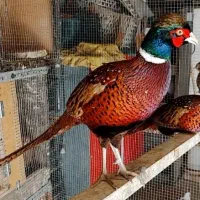 جفت مرغ و خروس امریکایی بالغ طاووس