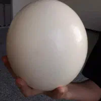 تخم مرغ شترمرغ تازه
