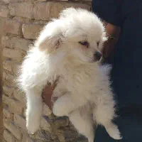 پاپی سفید|سگ|فولادشهر, B2|دیوار