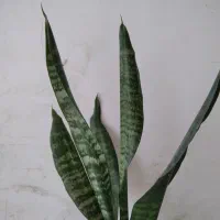 چهار عدد گلدان طبیعی زیبا