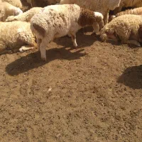 گوسفند فروشی