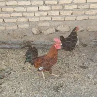 مرغ و خروس محلی