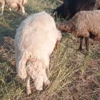 قوچ ورن کردی سنجابی