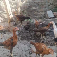 جوجه لاری