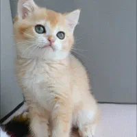 بریتیش و اسکاتیش گلد کیفیت A+