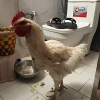 مرغ خانگی در گلبهار