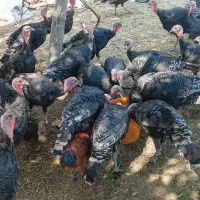 بوقلمون