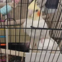 عروس‌هلندی