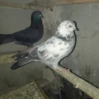 کفتر