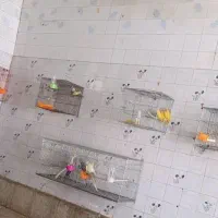پرنده عروس هلندی کوتوله برزیلی مرغ عشق فنچ زینتی