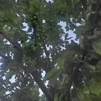 فروش الوچه یک نهال