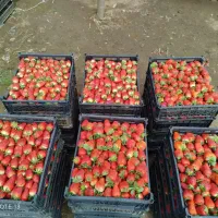 توت فرنگی درشت و بدون سن