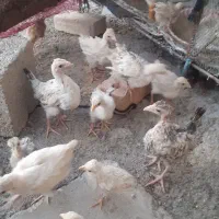 ۱۰ جوجه محلی با مرغ