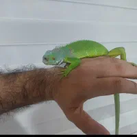 اقای ایگو