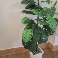 گل برگ انجیری ( مصنوعی )