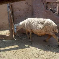 بره ماده
