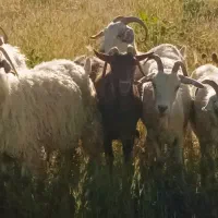 بز مرخز یا مرس