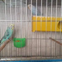 مرغ عشق هلندی جفت مولد