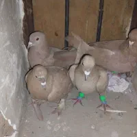 کبوتر