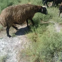 گوسفند قصیر