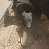 توله سگ دوبرمن سالم