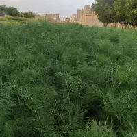 شوید نعنا
