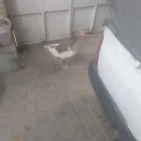 غاز قاز