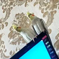 عروس هلندی