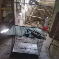 قفس پرنده
