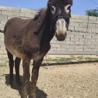 خر و قاطر