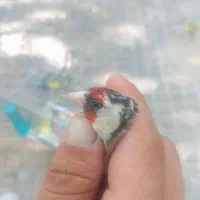 سهره ماده کار داده 4 تخم با قفس