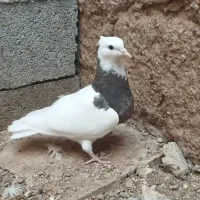 طوق قهوایی نر