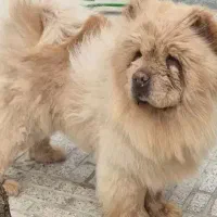 سگ چاوچاو