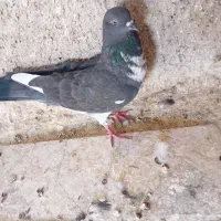 کفتر پرشی قرچک باقراباد