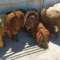 بره شیشک.  میش  چاق درجه یک