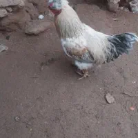 دوعد خروس جوان