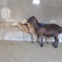 3راس میش چینی عربی مخصوص مال داری