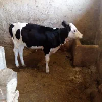 گوساله موند ماده درجه یک