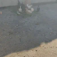مرغ