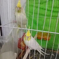 عروس هلندی به شرط تخم مفت مفت