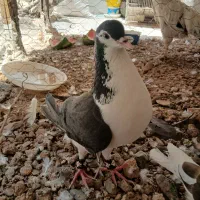 کفتر ساده سیاه طاق با ماده