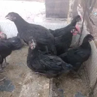 جوجه مرغ خروس سیاه