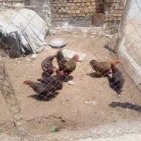 مرغ جوان