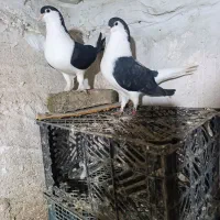 ساده پاک