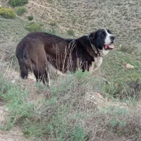 سگ ماده